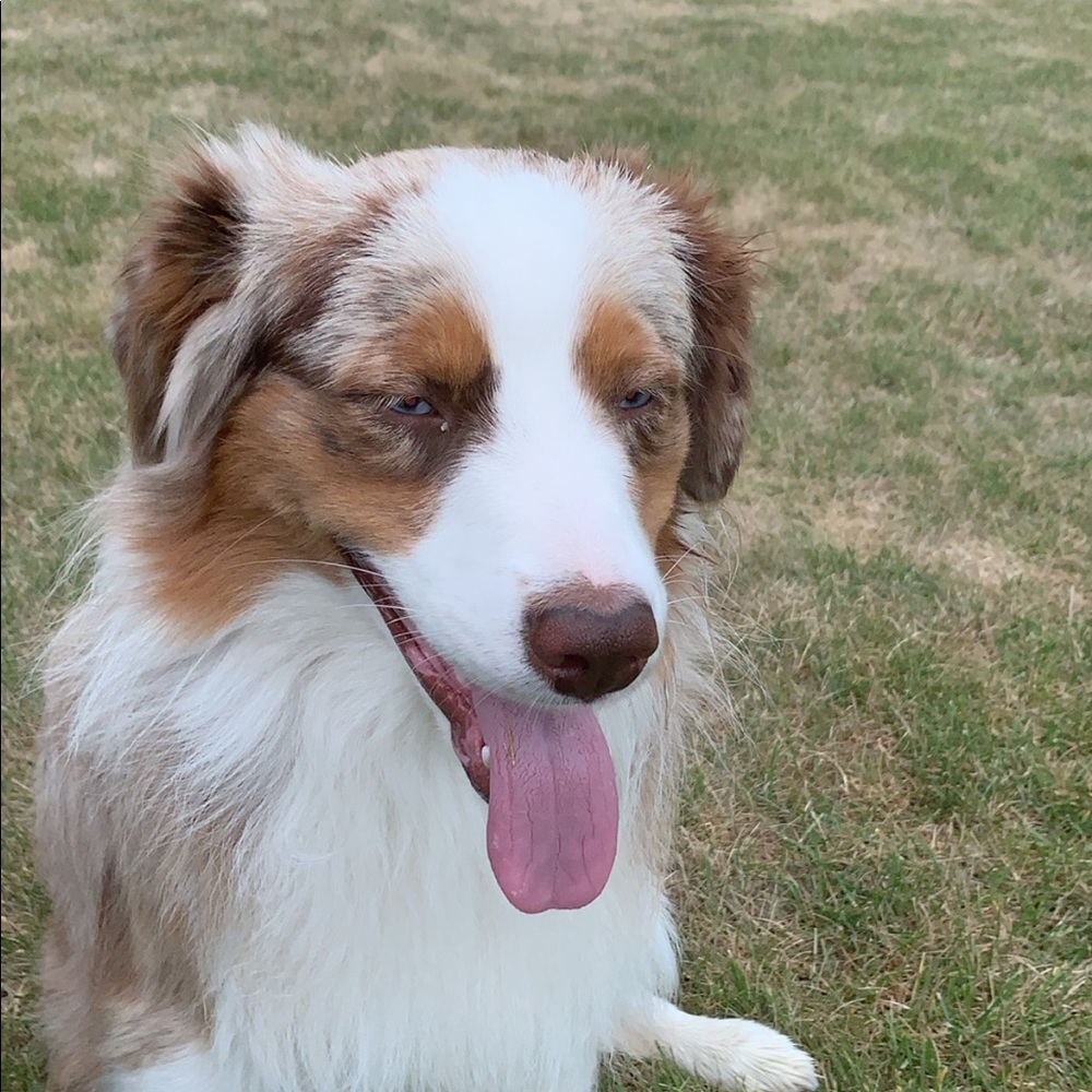 Meet your Posher, Lizzy